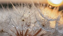 Dandelion Seed Head, "Tender Whispers: Artistry Of Dew On A Parachute Dandelion"