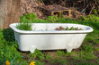 Alte Badewanne mit Pflanzen auf einer Wiese stehend, Deutschland
