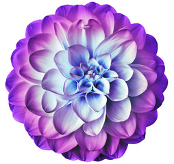 Wall Mural - dahlia flower . Flower on isolated  background. Close up.