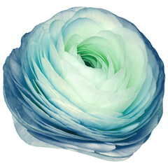 Wall Mural - Rose  flower  on  a white isolated background with clipping path.  Closeup. For design. Studio shot.  Nature.