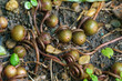 Macro of seed bulb of  Сyclamen coum caucasicum. Brown heads with seeds against background of earth