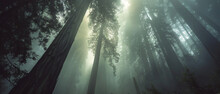 Majestic Ancient Redwoods Stand Tall And Mysterious In A Foggy Primeval Forest Landscape Scene.