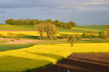 Canvas Print - evening light on rural landscape in spring