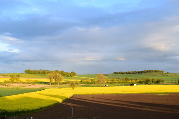 Sticker - evening light on rural landscape in spring