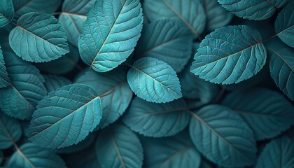 Sticker - Closeup green leaves of tropical plant in garden. Dense dark green leaf with beauty pattern texture background.