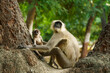 A baby vervet monkey mother, chlorocebus pygerythrus, with her cub on a tree in the wild