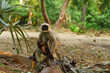 A baby vervet monkey mother, chlorocebus pygerythrus, with her cub on a tree in the wild