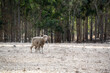 A group of sheep is grazing in the rural Australian countryside during autumn
