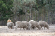 A group of sheep is grazing in the rural Australian countryside during autumn