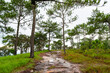 Pine forest in the rainy season on Phu Kradueng, Thailand