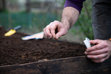 Wall Mural - planting seeds in a raised bed home gardening