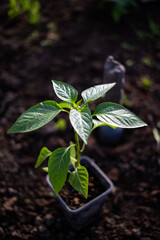 Wall Mural - green organic pepper seedlings ready for planting