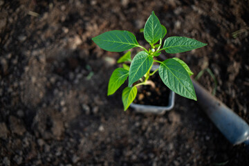 Wall Mural - green organic pepper seedlings ready for planting