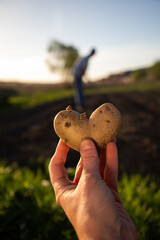 Wall Mural - farmer holding heart shaped potatoes ready for planting organic gardening