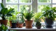 plants in pots, window light background
