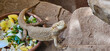 Lizard with a bowl of food in a zoo exhibit, looking at the camera; lizard in a cage or enclosure with a bowl of food