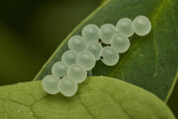 Wall Mural - some white insect eggs on a green leaf