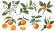 Set of orange branches. Hand drawn mandarin 