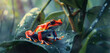 A close-up of a vibrantly colored poison dart frog perched on a leaf in the rainforest undergrowth.
