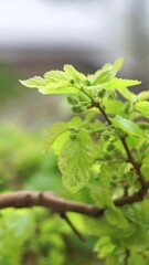 Wall Mural - Mulberry leaves sway in the wind