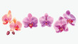 Arrangement of a set of four orchid flowers artwork