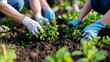© Yuwarin - Close up of a group of people wearing gloves planting young green plants into rich soil in the garden