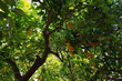 Cyprus - oranges on a tree