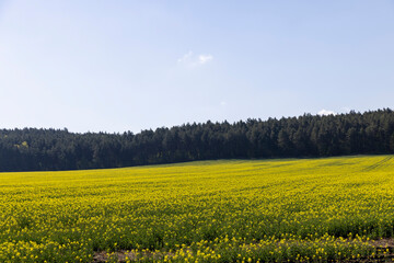 Wall Mural - a monocultural field with flowering rapeseed in agriculture