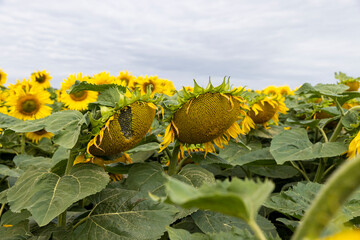 sunflower field in summer during the flowering of sunflower flowers