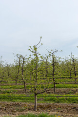 Wall Mural - apple trees in the orchard in cloudy weather