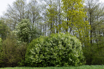 a huge cherry bush blooming in spring, white inflorescences