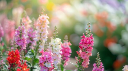 Wall Mural - Snapdragon blooms in shades of pink, red, and white, their spiky flowers adding height and color to the garden