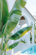 Close-up image of banana tree leaves on the background of pool area and a modern villa