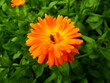 Flower with leaves Calendula (Calendula officinalis, pot, garden or English marigold) on blurred green background. Red plant macro on sunny summer day and bug. Close up of Medicinal herb plantation.