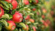 Bright red ripe apples on a tree branch in a summer garden.