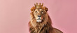 Portrait of a lion in a golden crown on a pink background with copy space. Banner template of the king of beasts.