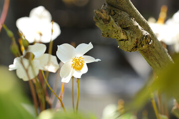 Wall Mural - 春の強い日差しを受けて美しく咲くシラユキゲシ（白雪芥子）の花（自然光＋マクロ接写写真）