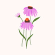 Echinacea purple Coneflowers vector isolated on white background. Summer Detailed purple medicinal flowers with green leaves hand drawn illustration