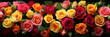 close up red yellow pink roses background, colorful roses