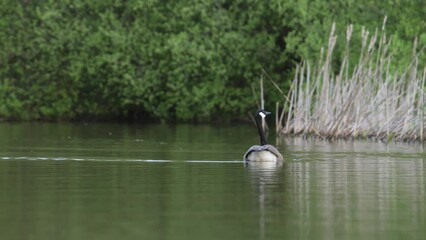 Wall Mural - Canada Goose, Branta canadensis, bird at spring time on lake