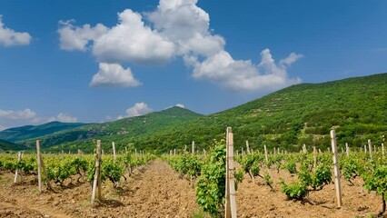 Wall Mural - summer vineyard time lapse scene