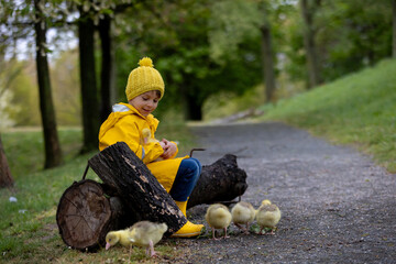 Poster - Cute little school child, playing with little gosling in the park on a rainy day