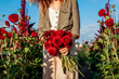 Farmer picking red pompon dahlias between rows of flowers. Gardener holding bouquet of blooms. Flower business