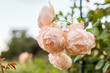Wollerton Old Hall climbing rose. Blooming creamy rose cluster flowers grow in summer garden. Close up