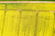 View vertically downwards onto a blooming rapeseed field in Taunus/Germany