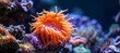 Colorful sea anemone surrounded by vibrant coral reef scenery in the ocean depths