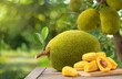 Ripe Jackfruit with jackfruit plantation background.