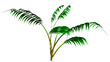 3D Rendering Kentia Palm Tree on White
