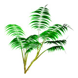Fototapeta Koty - 3D Rendering Kentia Palm Tree on White