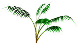 Fototapeta Koty - 3D Rendering Kentia Palm Tree on White